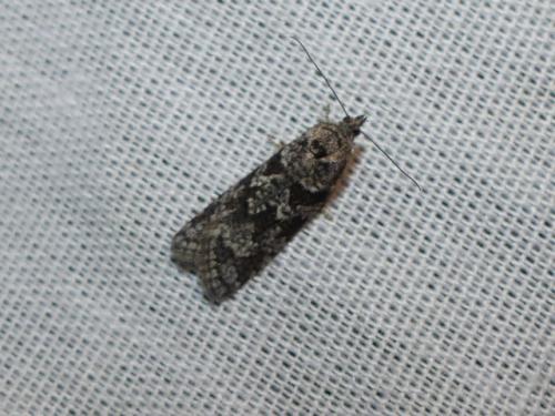Cnephasia sp.